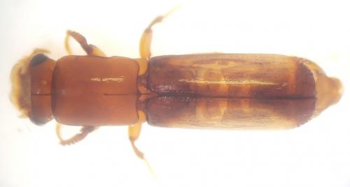 Réf. 251 723 : Platypodinae inconnu